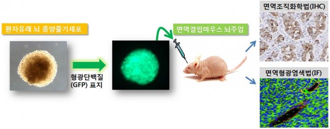 연구진은 뇌암 환자로부터 암줄기세포를 분리한 다음 형광단백질을 주입했다. 이 세포를 면역결핍 생쥐의 뇌에 주입해 뇌암을 형성킨 뒤 쥐의 암세포를 분리해 검사한 결과 종양혈관세포가 암줄기세포로부터 유래된 것을 확인했다. - 고려대 제공